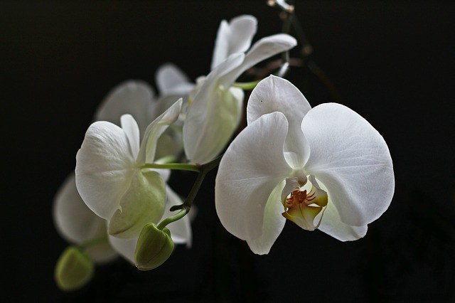 bílá orchidei
